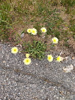 Urosperme de Dalechamps - Urospernum dalechampii (photo Mrugala F.)(2)